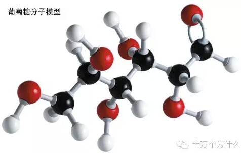 為什么說葡萄糖是人體內(nèi)最重要的能量來源