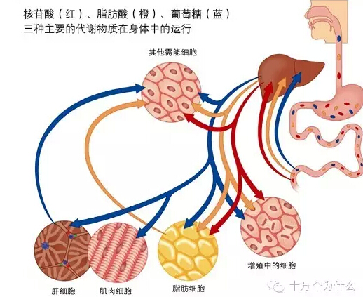 為什么說葡萄糖是人體內(nèi)最重要的能量來源