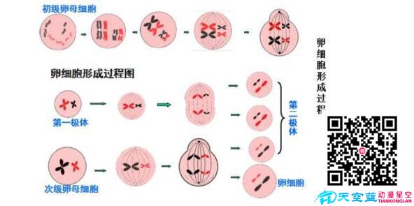 為什么胚胎染色體異常？.jpg