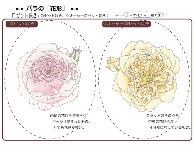 各種花的簡(jiǎn)單畫法，一步一步教你畫鮮花