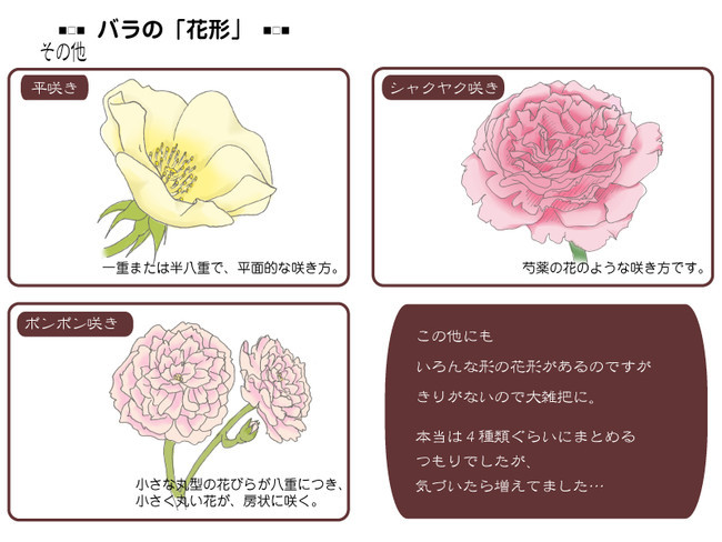 各種花的簡(jiǎn)單畫法，一步一步教你畫鮮花