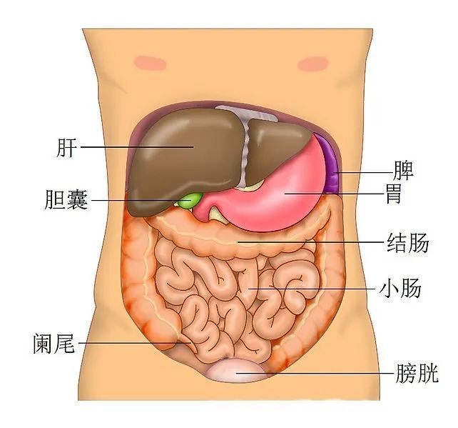 新冠病毒疫情中的救命神器“人工肝”，是怎樣煉成的？