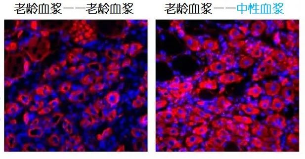 重返年輕不用大換血，只要給血液“兌點(diǎn)水”？