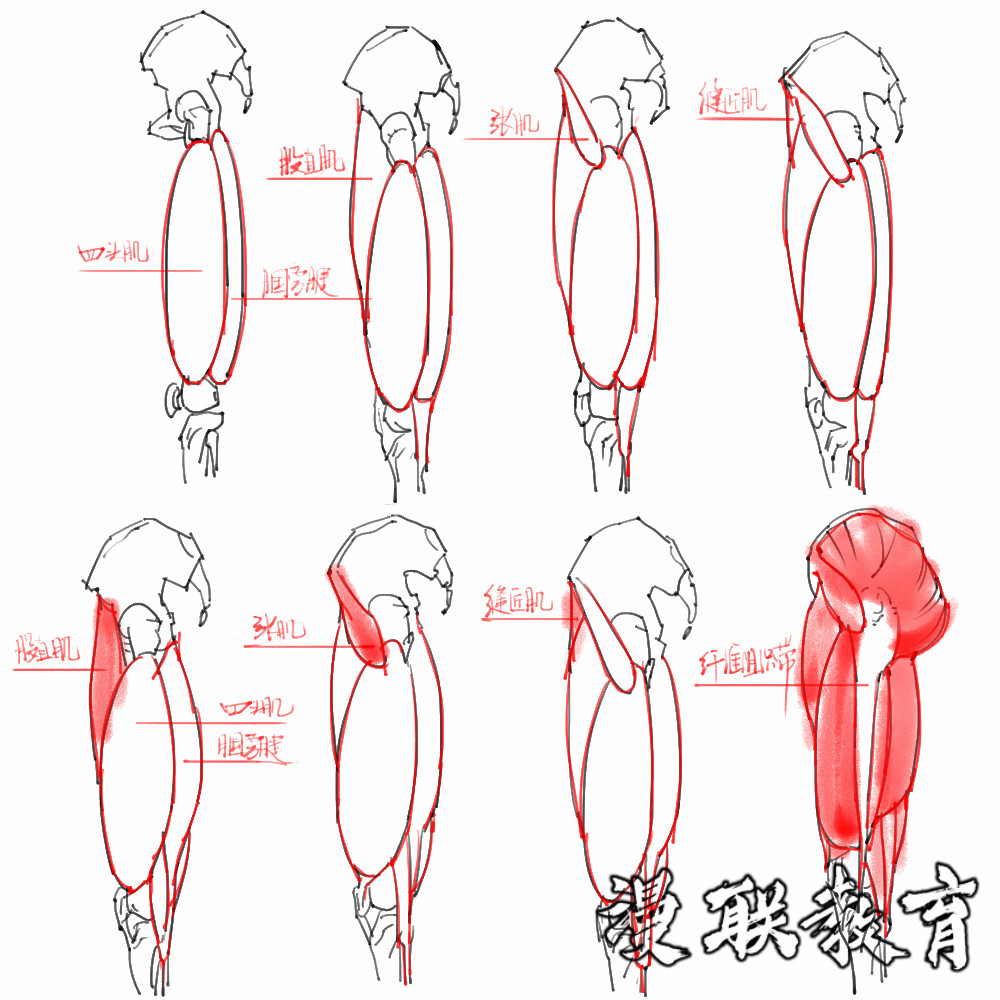 「動(dòng)漫設(shè)計(jì)素材」分享一波繪畫專用人體解剖素材 part 08