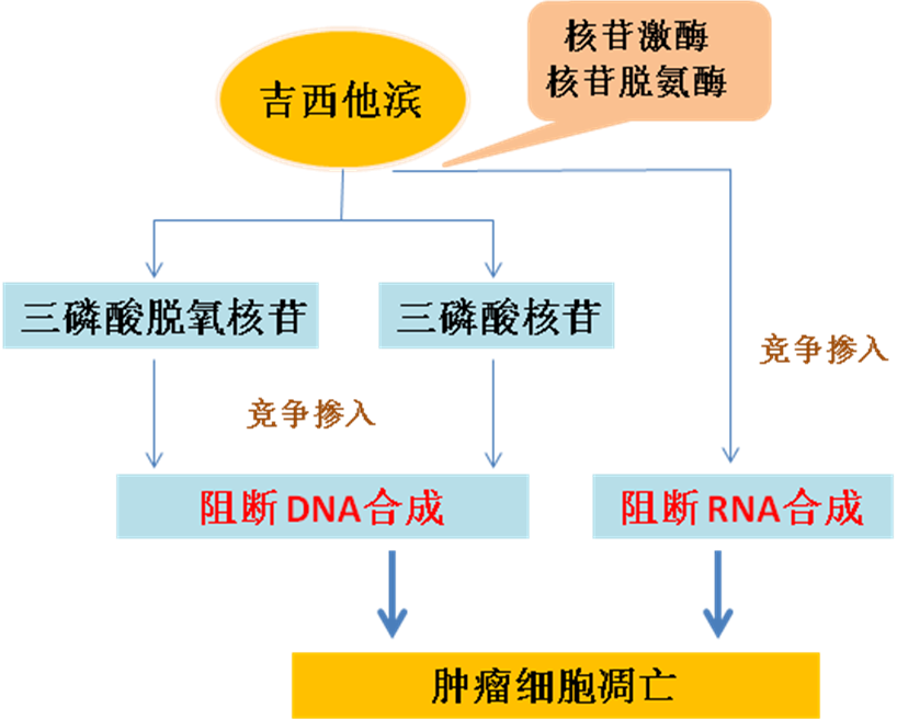 同樣的藥，為什么對他有效卻對你沒效果，可能得問腸道菌群