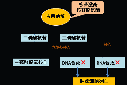 同樣的藥，為什么對他有效卻對你沒效果，可能得問腸道菌群