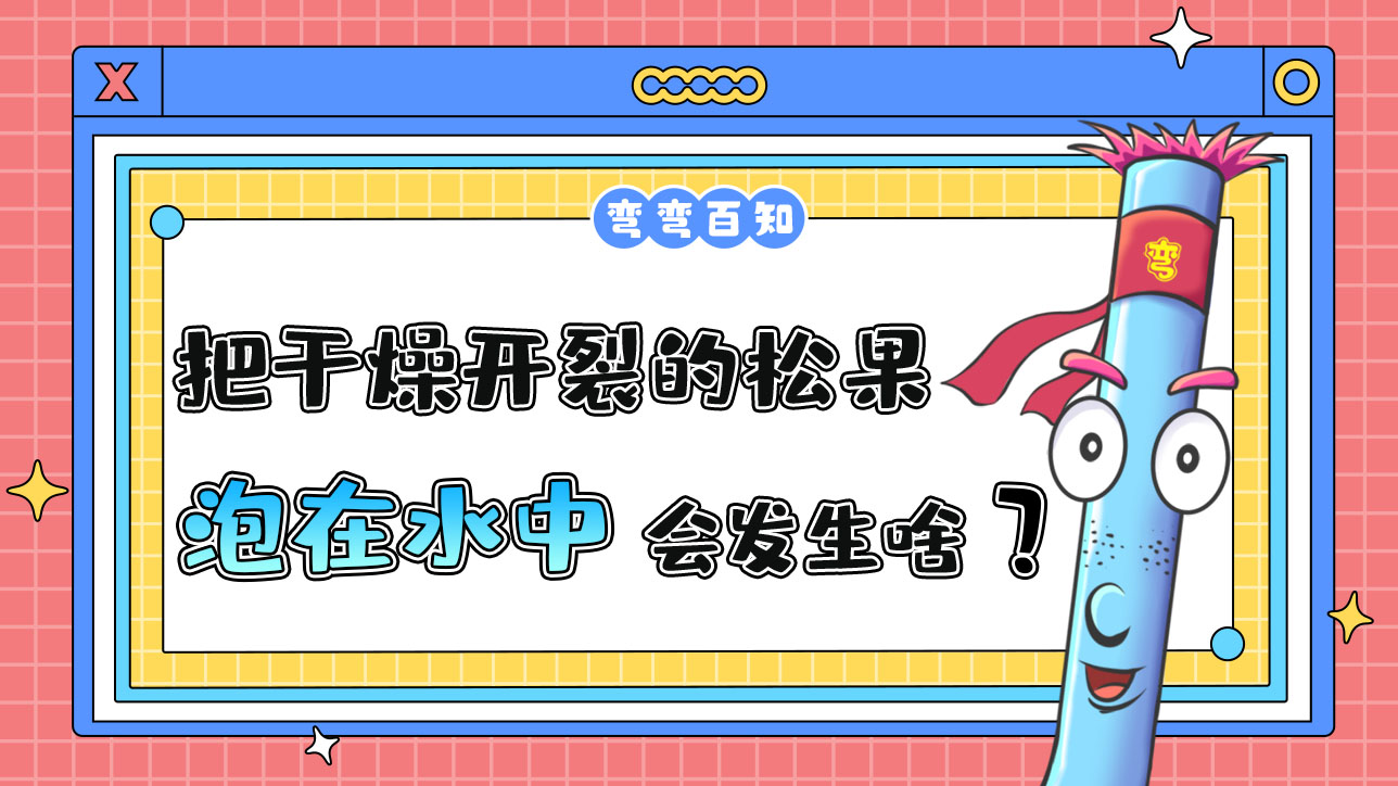 把干燥開裂的松果泡在水中會(huì)發(fā)生什么呢？.jpg